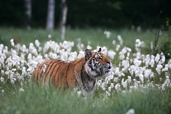 Der sibirische Tiger (panthera tigris tigris) oder der Amurtiger (panthera tigris altaica) im Grasland. — Stockfoto