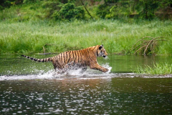 Sibirya kaplanı (Panthera tigris Dicle) veya Amur kaplanı (Panthera tigris altaica) ormanda suda yürür..