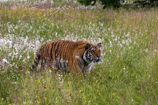 Der sibirische Tiger (panthera tigris tigris) oder der Amurtiger (panthera tigris altaica) im Grasland. — Stockfoto