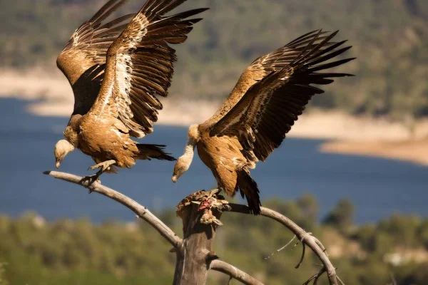 Dois abutres Griffon (Gyps fulvus) com um coelho morto . — Fotografia de Stock