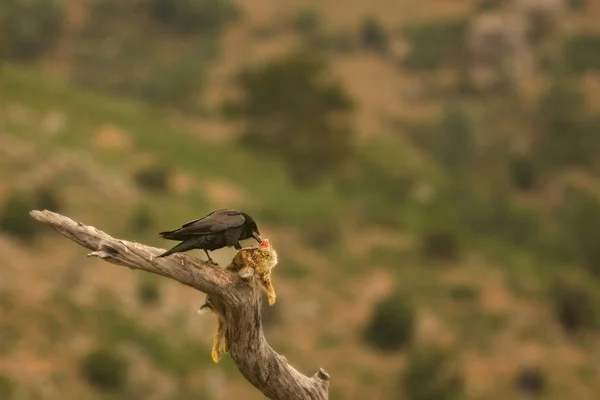 Kruk zwyczajny (Corvus corax) lądujący na gałęzi ze śmiertelnym królikiem. — Zdjęcie stockowe