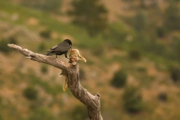 Kruk zwyczajny (Corvus corax) lądujący na gałęzi ze śmiertelnym królikiem. — Zdjęcie stockowe