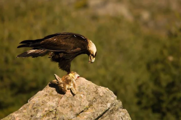 De steenarend (Aquila chrysaetos) bereidt zich voor om met zijn prooi van de rots te vliegen. — Stockfoto