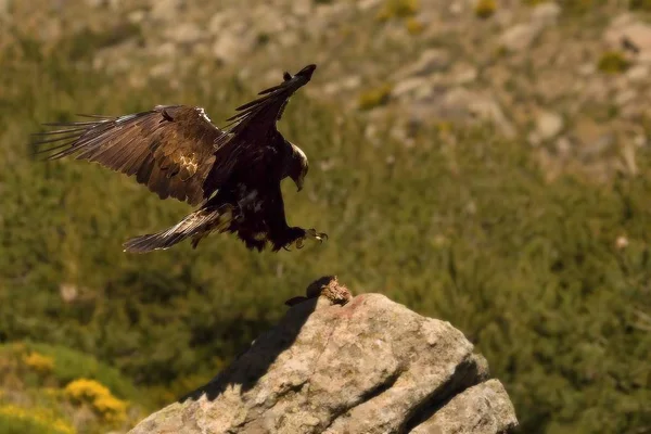 Az aranysas (Aquila chrysaetos) a szikláról repül prédájával.. — Stock Fotó