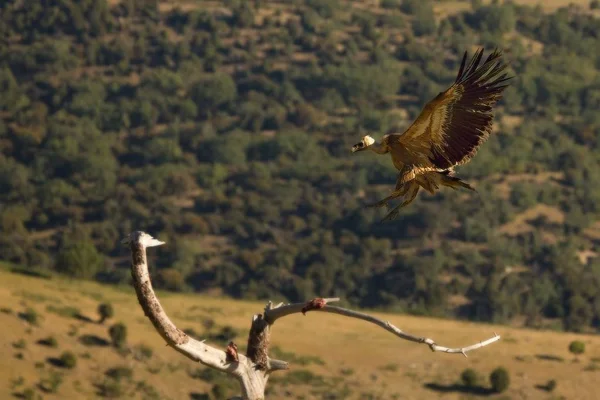 The Griffon vulture (Gyps fulvus) landing to the branch. — Stock Photo, Image