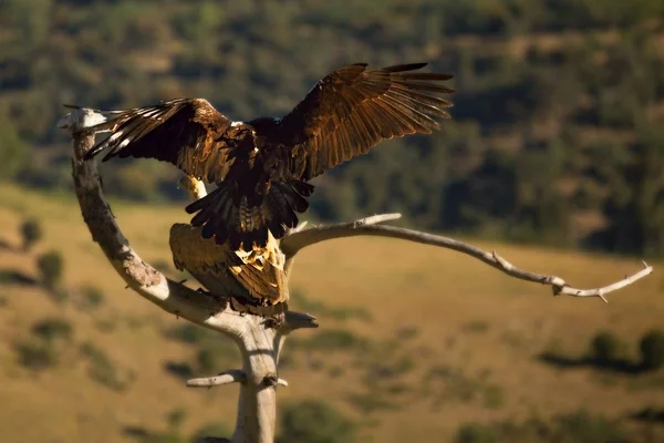 Los buitres leonados (Gyps fulvus) con un conejo de la muerte está atacando desde el águila real (Aquila chrysaetos ). — Foto de Stock