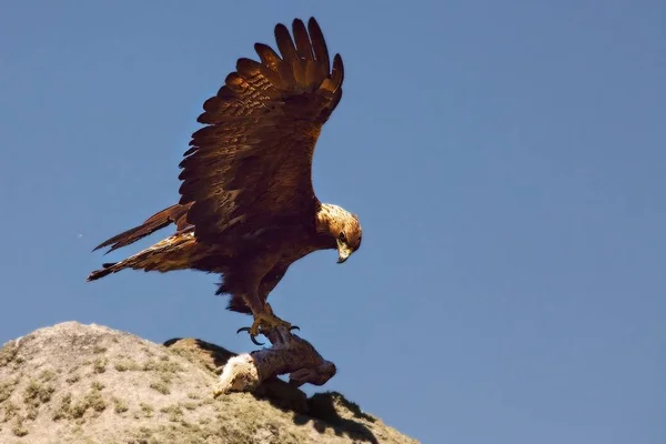 The golden eagle (Aquila chrysaetos) after hunt with the death rabbit.