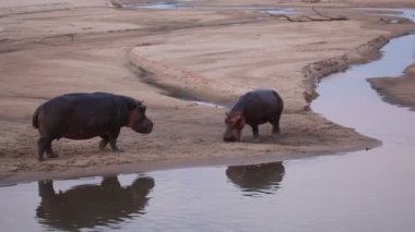 Suaygırı (Hippopotamus amfibi) yetişkin ve Güney Luangwa, Zambiya yakınlarında bir çocuğu vardır. Akşam güneşi.