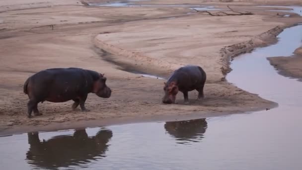 Hipopótamo Común Hippopotamus Amphibius Adulto Con Niño Arena Cerca Del — Vídeos de Stock