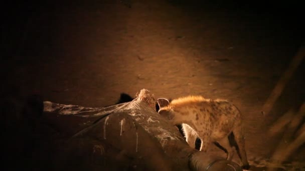 Skvrnitá Hyena Crocuta Crocuta Smějící Hyena Živí Smrtícím Slonem Krokodýlem — Stock video