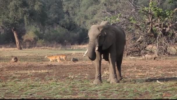 Elefante Africano Loxodonta Africana Macho Monte Luangwa Del Sur Zambia — Vídeos de Stock