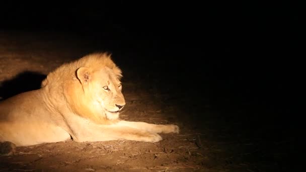 Enorme Leão Adulto Panthera Leo Macho Deitado Noite Escura Areia — Vídeo de Stock