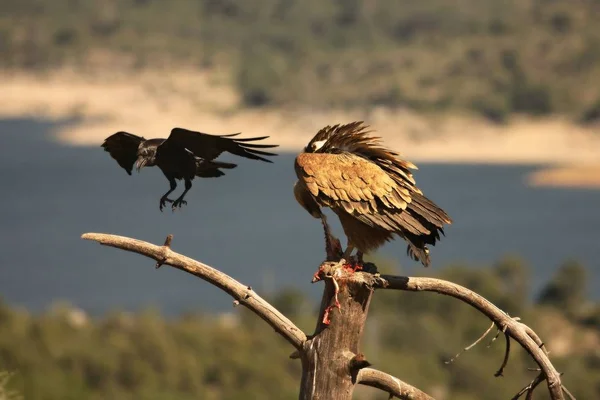 O abutre Griffon (Gyps fulvus) com um corvo comum (Corvus corax) com um coelho morto . — Fotografia de Stock