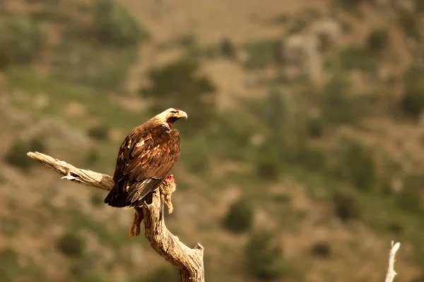 Ισπανικός αυτοκρατορικός αετός (Aquila adalberti), επίσης γνωστός ως Ιβηρικός αυτοκρατορικός αετός, ισπανικός αετός ή αετός του Adalbert που τρέφεται με ένα κουνέλι θανάτου. — Φωτογραφία Αρχείου