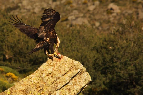 Золотой орел (Aquila chrysaetos) готовится к полету со своей добычей со скалы . — стоковое фото