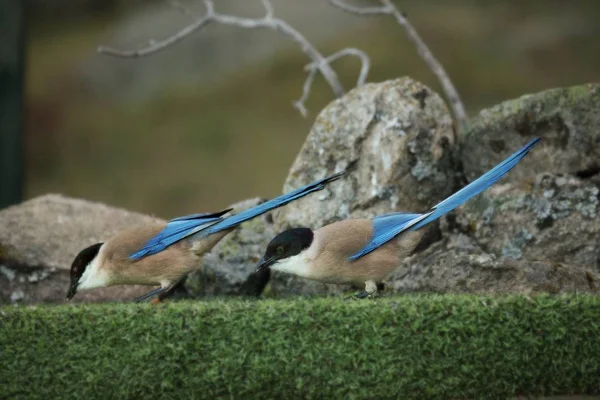 Due gazze iberiche (Cyanopica cooki) situate sull'erba verde con pietre sullo sfondo . — Foto Stock