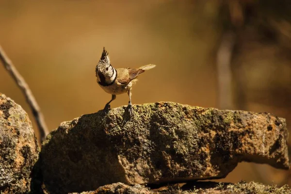 The European crested tit, or simply crested tit (Lophophanes cristatus) (formerly Parus cristatus) sitting on the stone. — 스톡 사진