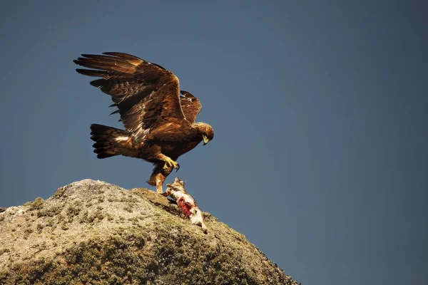 De steenarend (Aquila chrysaetos) na de jacht met het doodskonijn. — Stockfoto