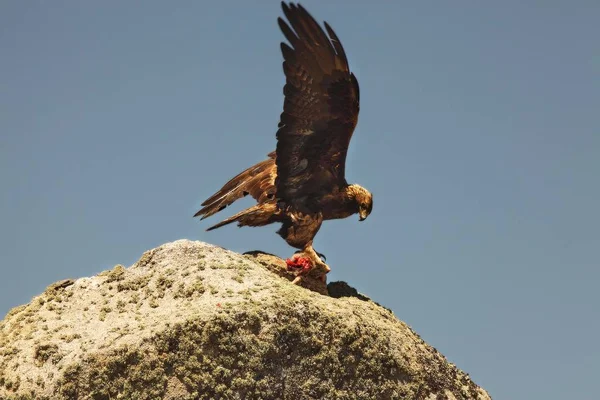 De steenarend (Aquila chrysaetos) na de jacht met het doodskonijn. — Stockfoto