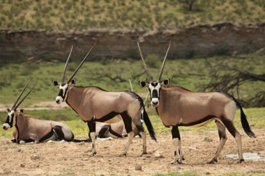 Gemsboks sürüsü (Oryx ceylanı) yeşil çimlerle kumda kalıyor.