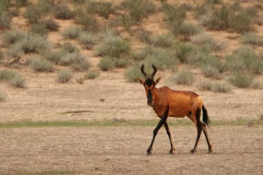 Kırmızı antilop, Alcelaphus buselaphus caama ya da Alcelaphus caama kuru Kalahari kumlarında yürüyor..