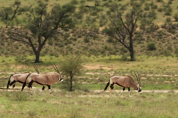Stádo Gemsboks (Oryx gazela) v zelené trávě. — Stock fotografie
