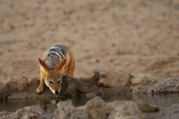 Black-back Jackal (Canis mesomelas) pitná voda u vodní díry v poušti Kalahari. — Stock fotografie