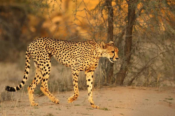 Il ghepardo (Acinonyx jubatus) cammina felino attraverso la sabbia nel deserto del Kalahari . — Foto Stock