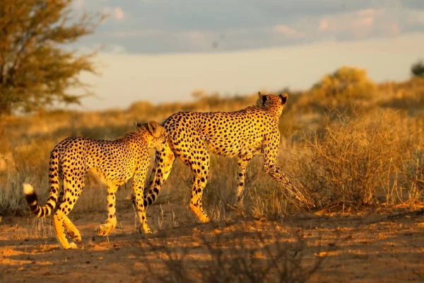 The cheetah (Acinonyx jubatus) feline with her cub walking across the sand in Kalahari desert.