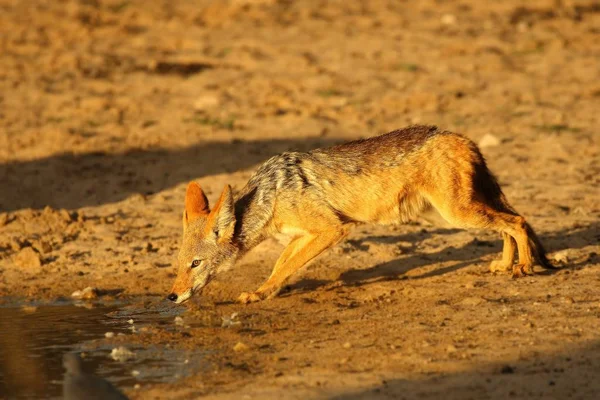 검은 등 자칼 (Canis mesomelas) 식수. — 스톡 사진