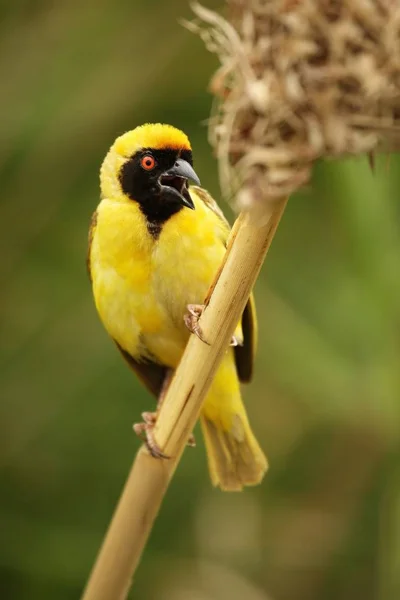 He village weaver (Ploceus cucullatus), or spotted-backed weaver or black-headed weaver sitting on the grass. — 스톡 사진