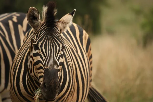 A Burchells Zebra (Equus quagga burchelli) ubytování v suché trávě se zeleným pozadím. — Stock fotografie