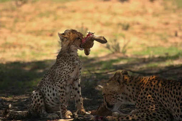 Rodzina gepardów (Acinonyx jubatus), matka z uroczym dzieckiem po polowaniu jedząca springbok w cieniu. — Zdjęcie stockowe