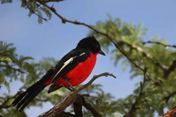 Il grillo dal petto cremisi (Laniarius atrococcineus) seduto sul ramo . — Foto Stock