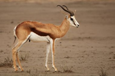 Genç springbok (Antidorcas marsupialis) Kalahari çölünde kırmızı kumda yürüyor.