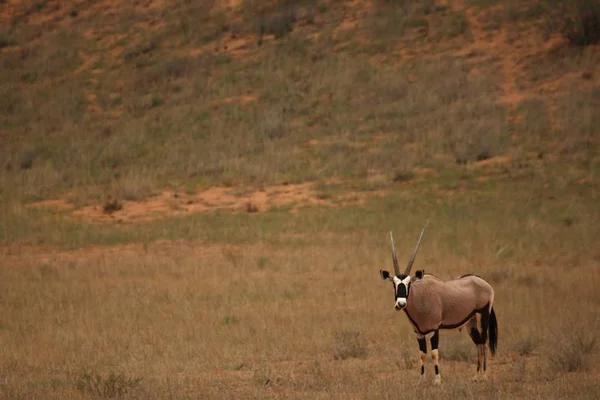 Gemsbok (Oryx gazela) permaneciendo en la hierba dorada seca en el desierto de Kalahari . — Foto de Stock