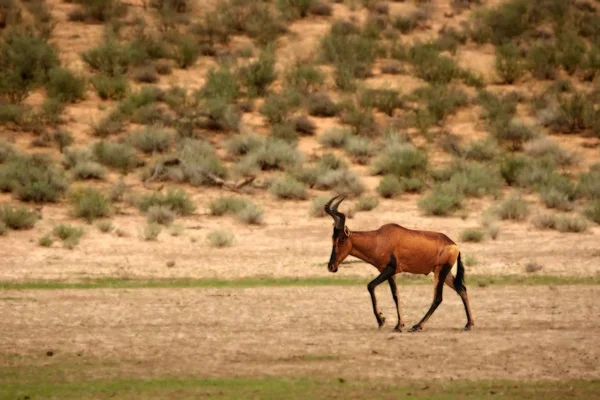 Hartebeest rojo, Alcelaphus buselaphus caama o Alcelaphus caama alojados en arena seca de Kalahari —  Fotos de Stock