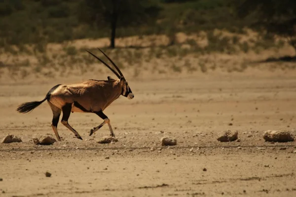 O gemsbok (ou gemsbuck) (Oryx gazella) correndo sobre o deserto ao sol da noite . — Fotografia de Stock