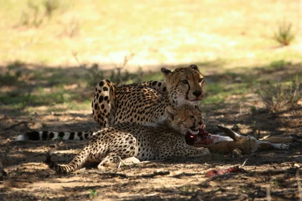 O filhote de chita (Acinonyx jubatus) com sua mãe na sombra com um despojo . — Fotografia de Stock