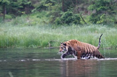 Sibirya kaplanı (Panthera tigris Dicle) veya Amur kaplanı (Panthera tigris altaica) ormanda suda yürür..