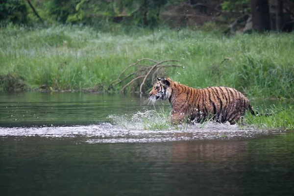 O tigre siberiano (Panthera tigris Tigris), ou tigre de Amur (Panthera tigris altaica) na floresta caminhando em uma água . — Fotografia de Stock