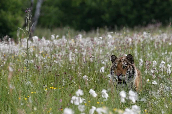 सायबेरियन वाघ (पंथरा टायग्रिस टायग्रिस), किंवा अमूर वाघ (पँथेरा वाघ अल्टिका) गवत जमिनीत . — स्टॉक फोटो, इमेज