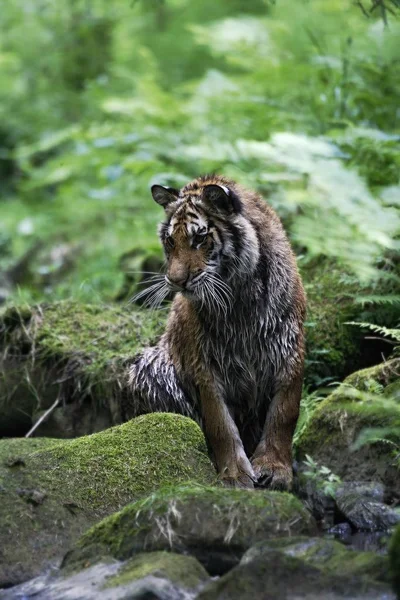 Der sibirische Tiger (panthera tigris tigris) oder der Amurtiger (panthera tigris altaica) im Wald beim Spazierengehen in einem Fluss. — Stockfoto