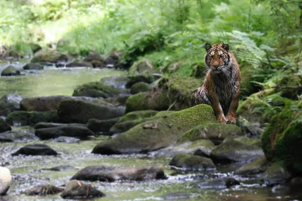 Den sibirske tigeren (Panthera tigris Tigris), eller Amur tiger (Panthera tigris altaica) i skogen som går i en elv . – stockfoto