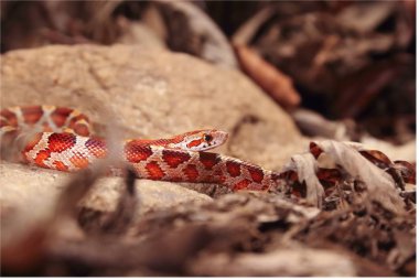 Mısır yılanı (Pantherophis guttatus veya Elaphe guttata) taşın üzerinde, kuru çimenler ve kuru yapraklar üzerinde yatar..