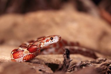 Taşa saldırmadan önce mısır yılanı (Pantherophis guttatus veya Elaphe guttata), kuru ot ve kuru yapraklar yuvarlak.