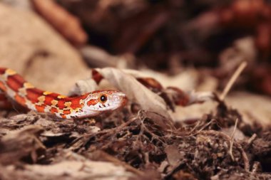 Mısır yılanı (Pantherophis guttatus veya Elaphe guttata) taşın üzerinde, kuru çimenler ve kuru yapraklar üzerinde yatar..