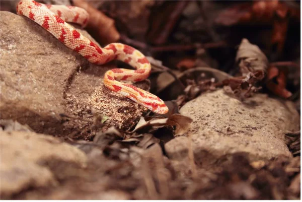 Il serpente di mais (Pantherophis guttatus o Elaphe guttata) giace sulla pietra, erba secca e foglie secche rotonde . — Foto Stock