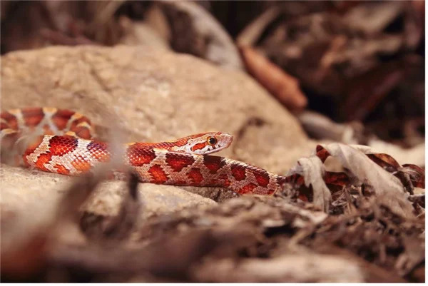 A cobra de milho (Pantherophis guttatus ou Elaphe guttata) está deitada sobre a pedra, grama seca e folhas secas em volta . — Fotografia de Stock