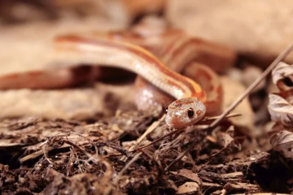 Кукурудзяна змія (Pantherophis guttatus) лежить на камені, сухій траві і сухих листках навколо . — стокове фото